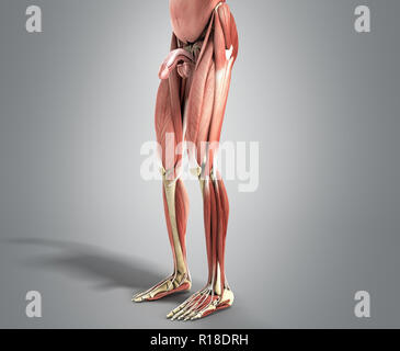 Muscolo umano anatomia 3d rendering su grigio Foto Stock