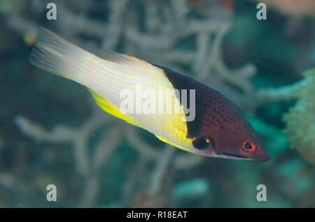 Blackbelt Hogfish, Bodianus mesothorax, Cascata sito di immersione, Lembeh Straits, Sulawesi, Indonesia Foto Stock