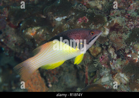 Blackbelt Hogfish, Bodianus mesothorax, Nudi Retreat sito di immersione, Lembeh Straits, Sulawesi, Indonesia Foto Stock
