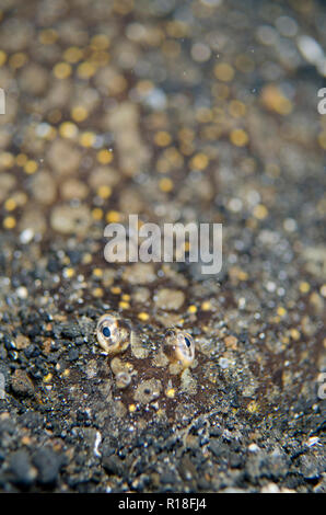 Peacock suola, Pardachirus pavoninus, capretti sepolto sulla sabbia nera, in immersione notturna, TK1 sito di immersione, Lembeh Straits, Sulawesi, Indonesia Foto Stock