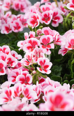 Pelargonium 'Smokey occhio bianco fiori". Foto Stock