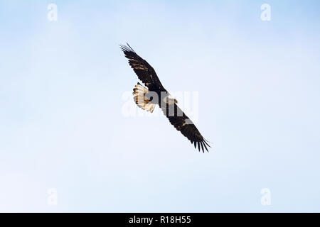 Un aquila calva volare attraverso l'aria al di sopra della cittadina di porto olandese, Unalaska isola, isole Aleutian catena, Alaska, Stati Uniti. Foto Stock