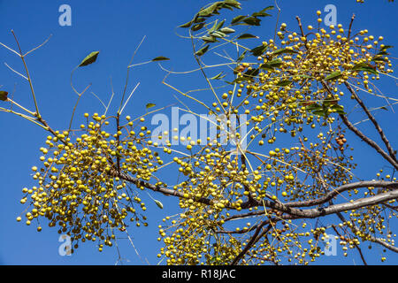 Chinaberry tree Melia azedarach, bacche di maturazione Foto Stock