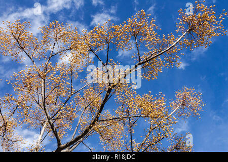 Chinaberry tree Melia azedarach, bacche di maturazione Foto Stock