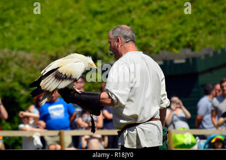Falconer con un avvoltoio Capovaccaio nome latino Neophron percnopterus Foto Stock
