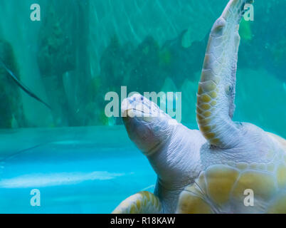 Funny verde o tartaruga caretta nuoto da e per dire ciao con un arrabbiato espressione sul suo volto Foto Stock