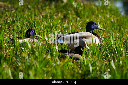 Anatre agghiaccianti nel sole, uno che guarda in avanti mentre altri si dorme in erba su un soleggiato e caldo giorno. Foto Stock