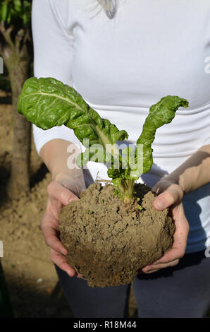 Donna che mantiene le bietole plantula durante il reimpianto Foto Stock