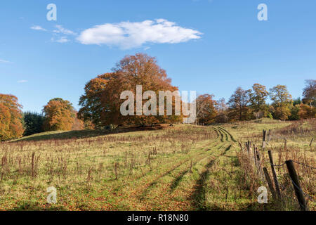 Uno stand di alberi di faggio e Rough Track in un campo nel Rural Aberdeenshire in autunno Foto Stock