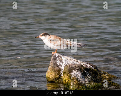 Common tern, Sterna hirundo, capretti permanente sulla roccia in acqua, De Kreupel, Paesi Bassi Foto Stock