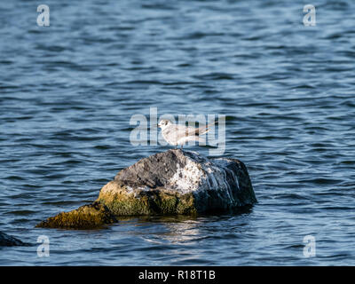 Common tern, Sterna hirundo, capretti permanente sulla roccia in acqua, De Kreupel, Paesi Bassi Foto Stock