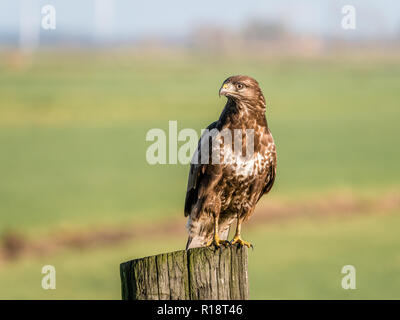 Ritratto di Poiana Buteo buteo, appollaiate sul palo di legno in terreni agricoli, Eempolder, Paesi Bassi Foto Stock