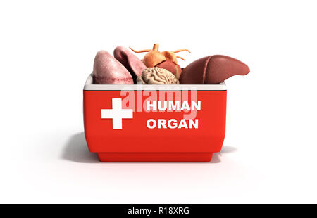 Trasporto organi concetto aperto organo umano frigo box rosso 3D render su sfondo bianco Foto Stock