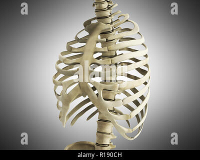 Uman nervature di scheletro con colonna vertebrale anatomia vista anteriore 3D rendering su grigio Foto Stock