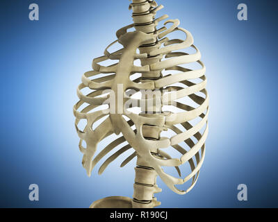 Uman nervature di scheletro con colonna vertebrale anatomia vista anteriore 3D rendering su blu Foto Stock