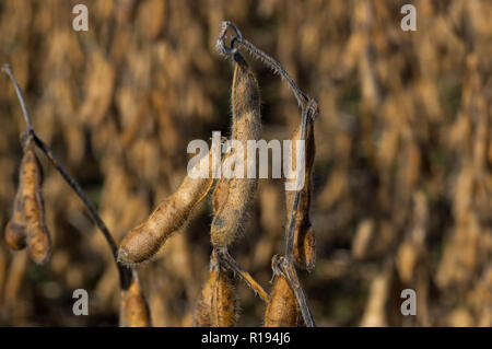 Harvest pronto campo di fagioli di soia al sole del mattino. Foto Stock