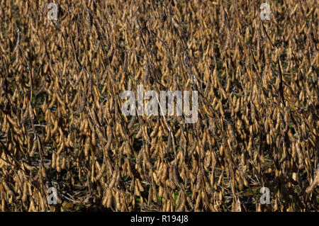 Harvest pronto campo di fagioli di soia al sole del mattino. Foto Stock