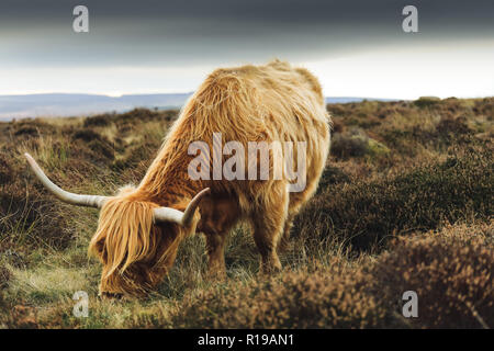 Highland bovini del Peak District Foto Stock