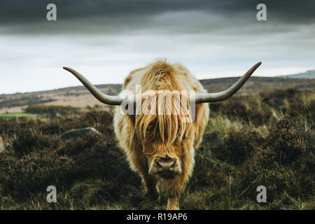 Highland bovini del Peak District Foto Stock