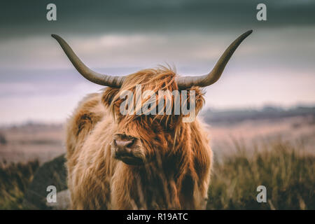 Highland bovini del Peak District Foto Stock