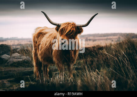 Highland bovini del Peak District Foto Stock