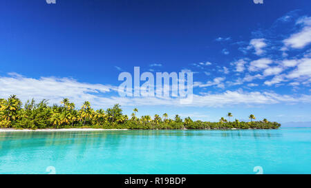 Palme di cocco linea spiaggia su un piede Isola, Aitutaki, Isole Cook. Foto Stock