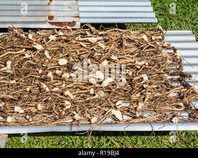 Radici da la kava kava, Piper methysticum, essiccazione al sole sulla isola di Taveuni, Repubblica delle Isole Figi. Foto Stock