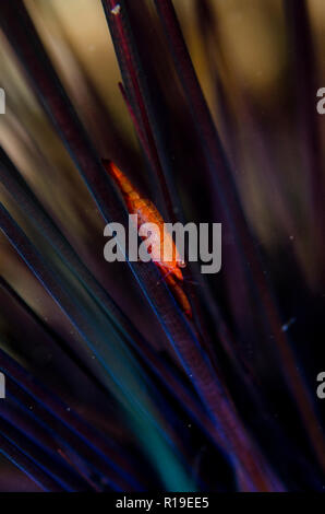 Zanzibar Urchin Shrimp, Tuleariocaris zanzibarica, sul Mar Nero Urchin, Diadema sp, spina dorsale, immersione notturna, sito TK1, Lembeh Straits, Sulawesi, Indonesia Foto Stock