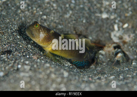 Shrimpgoby variabile, Cryptocentrus fasciatus, con Snapping Shrimp, Alpheus sp, sito di immersione Rojos, Lembeh Straits, Sulawesi, Indonesia Foto Stock