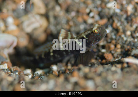 Variabile Shrimpgoby, Cryptocentrus fasciatus, da buco su sabbia nera, sito di immersione del molo di polizia, Lembeh Straits, Sulawesi, Indonesia Foto Stock