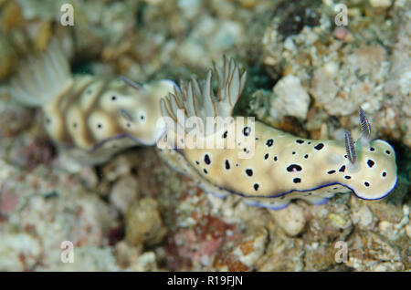 Tryon's Nudibranch, Hypselodoris tryoni, coppia 'tailing' ogni altra, Batu Merah sito di immersione, Lembeh Straits, Sulawesi, Indonesia Foto Stock