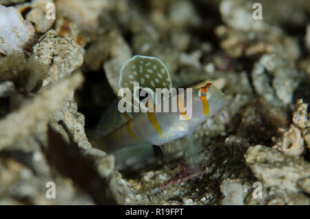 Randall's Shrimpgoby, Amblyeleotris randalli, con aletta estesa, Serena West sito di immersione, Lembeh Straits, Sulawesi, Indonesia Foto Stock