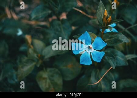 Close-up di un isolato e fiore blu della vinca major con sfondo di foglie Foto Stock