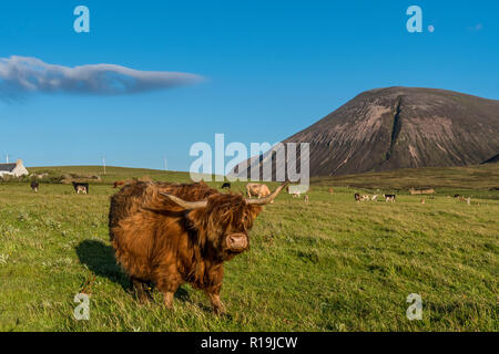 Vista del Ward Hill, con cottage, Hoy, Orkney con bovini highland Foto Stock