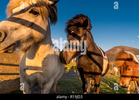 Vista del Ward Hill, con cottage, Hoy, Orkney con Poinies Shetland Foto Stock