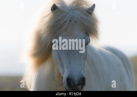 Dolce pony Shetland ritratto Foto Stock