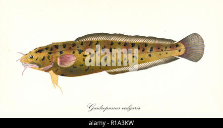 Antica illustrazione colorata di Three-Bearded motella (Gaidropsarus vulgaris), giallo pesce vista laterale, l'elemento isolato su sfondo bianco. Da Edward Donovan. Londra 1802 Capone gallinella Foto Stock