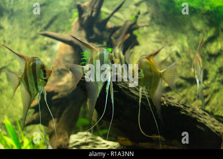 Acquario con tanti pesci e piante naturali e sabbia.pesci tropicali.acquario  con piante verdi e coralli Foto stock - Alamy