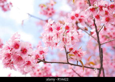 Wild Himalayan fiori di ciliegio in primavera, Prunus cerasoides, rosa Sakura fiore per lo sfondo Foto Stock