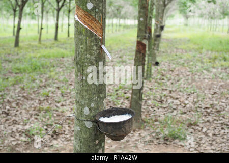 Lattice di gomma estratta dalla struttura in gomma in Thailandia Foto Stock