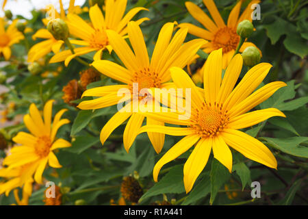 Bella grande cosmo giallo fiore nel giardino fiorito. Foto Stock