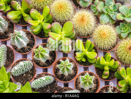 Assortimento di vario piante succulente, cactus. Moderno disegno alla moda texture, esotico sfondo spinoso Foto Stock