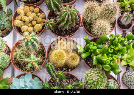 Assortimento di vario piante succulente, cactus. Moderno disegno alla moda texture, esotico sfondo spinoso Foto Stock