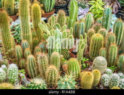 Assortimento di vario piante succulente, cactus. Moderno disegno alla moda texture, esotico sfondo spinoso Foto Stock