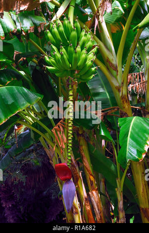 Isole Eolie, in Sicilia, Italia. Isola di Vulcano. Nelle isole Eolie non è difficile incontrare esotiche specie botaniche. Piante di banana, Banana " albero " che mostra la frutta e infiorescenza Foto Stock