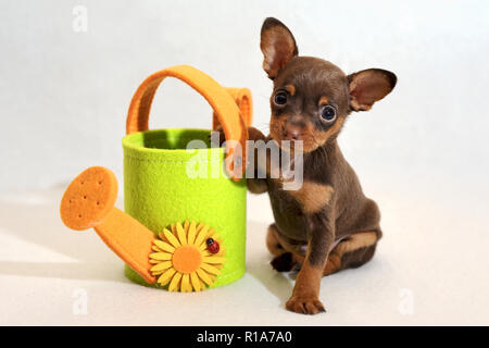 Russkiy toy terrier cucciolo con innaffiatoio Foto Stock