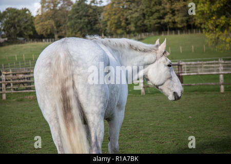 White Horse in piedi in un campo verde girando la testa guardando lateralmente Foto Stock