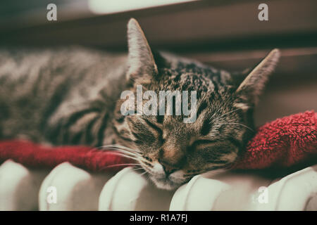 Bel gatto dorme sul radiatore di raffreddamento tramite la finestra. Foto Stock