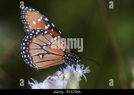 Regina, Danaus gilippus, maschio su mist fiore, Conoclinium sp. Foto Stock