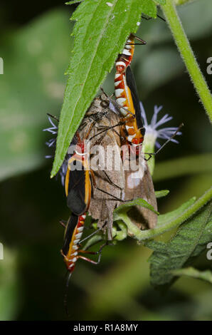 Il cotone '"coloratori" Dysdercus sp., due coppie di accoppiamento e di avanzamento sul muso americano, Libytheana carinenta, sul fiore di nebbia, Conoclinium sp. Foto Stock